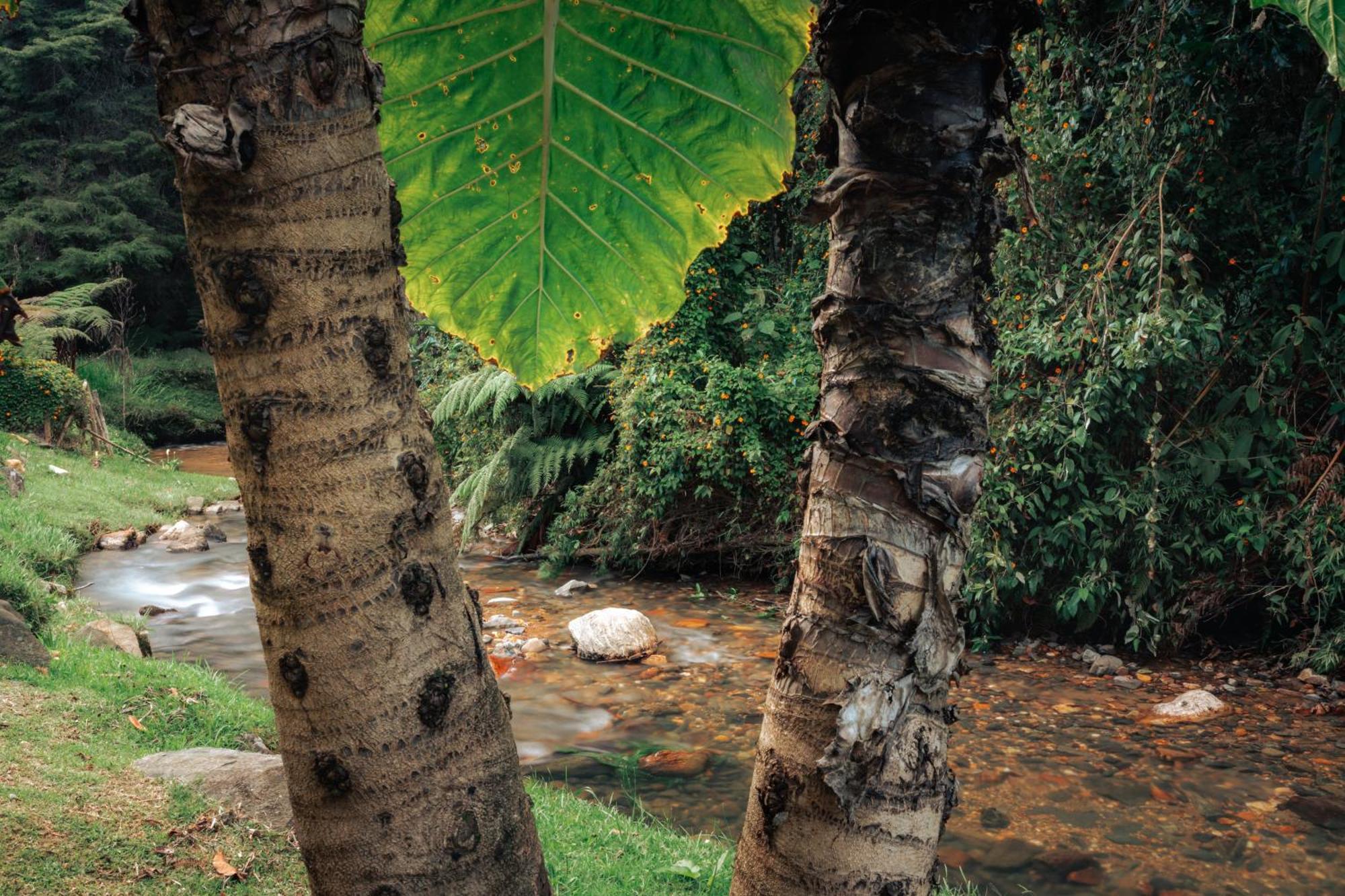 Bubblesky Glamping 15 Min From Medellin Hotel Rionegro Ngoại thất bức ảnh